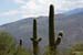 saguaro np east-39